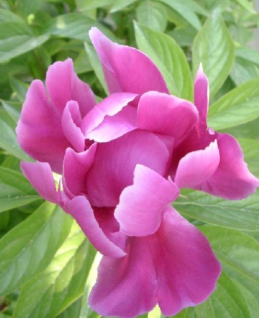 Paeonia lactiflora Pall P.E.