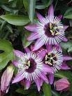 Passion Flower Extract