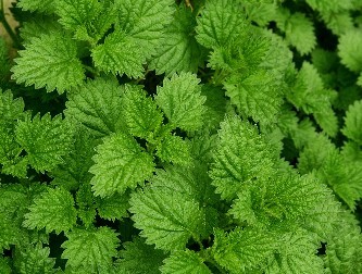 Peppermint Extract