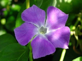 Periwinkle extract, Vinpocetine