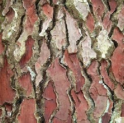 Pine Bark Extract