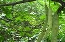 Pinelliae Extract