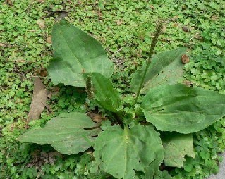 Plantago Herb Extract