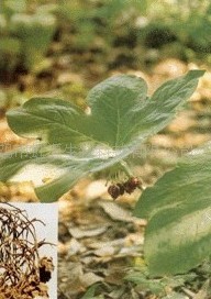 Podophyllotoxin