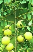 Phyllanthus emblica Extract