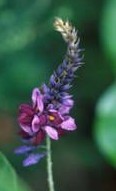 Pueraria/Kudzu Extract