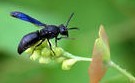 Ant extract