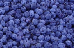 blueberry powder