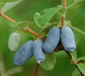 iqf wild sweetberry