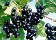 iqf black currant