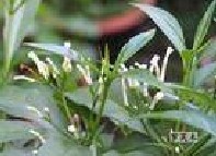 Rauwolfia serpentine extract