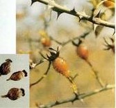 Rosehips extract