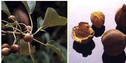 Terminalia bellerica Extract