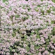 Thyme Extract