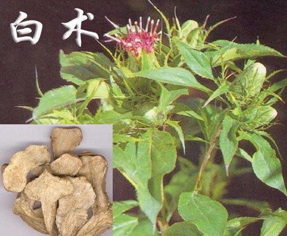 White Atractylodes extract