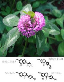 Red Clover Extract 8%-40%Isoflavones