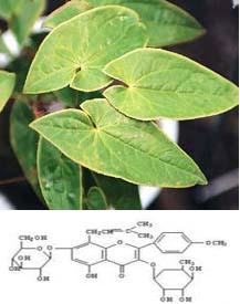 Epimedium Extract 10%-98%icariins