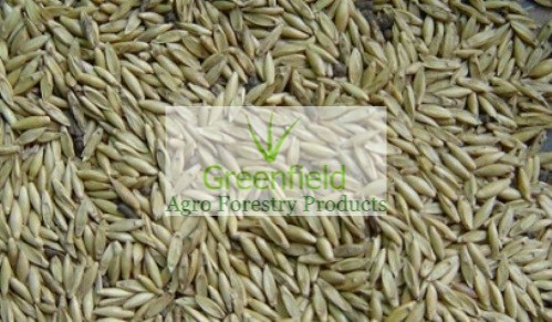 Katanga bambo seeds (Bambusa arundinacea)
