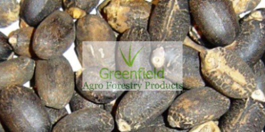 Jatropha seeds (jatropha curcus)