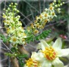Frankincense oil by SFE-CO2