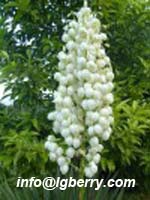 Yucca Extract