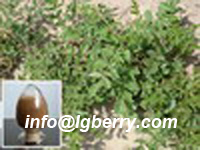 Rhizoma Ligustici Wallichii extract