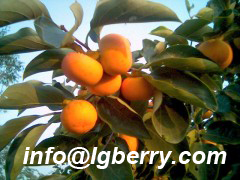 Persimmon Leaf Extract