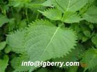 Perilla Leaf extract
