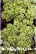 Parsley Extract