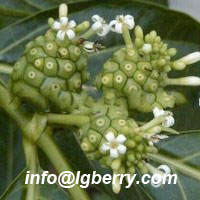 Morinda Extract /Noni Extract