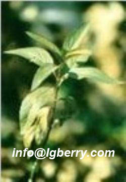 Herba Eupatorii(Eupatorium) extract