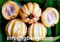 Garcinia Cambogia Extract