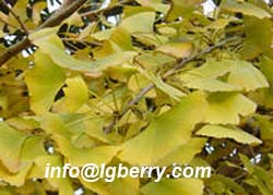 Folium Ginkgo(Ginkgo Biloba) extract
