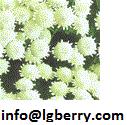 Feverfew Extract