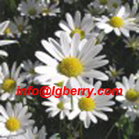 Chamomile Extract