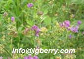Alfalfa Extract Lucerne