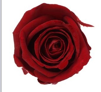 Preserved rose