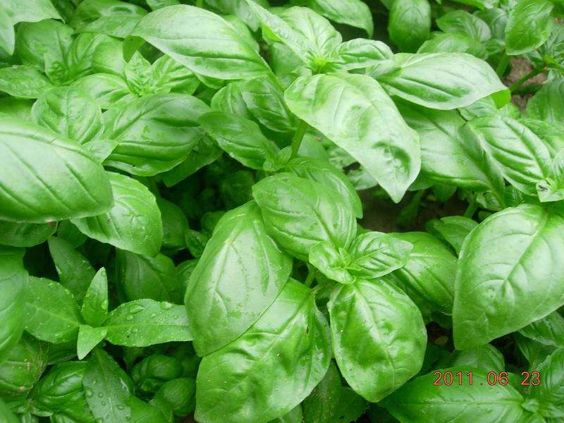 fresh sweet basil