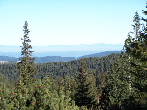 Juniper Berry Oil