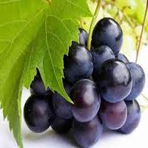 Grape Seed Extract Powder Cas no:84929-27-1
