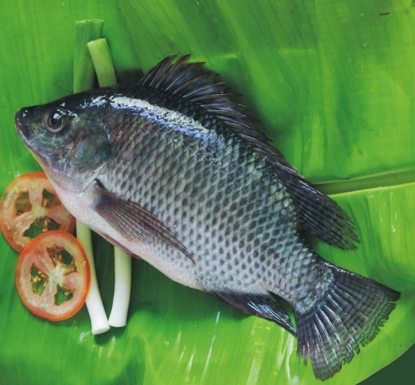 Tilapia fillet and whole round fish