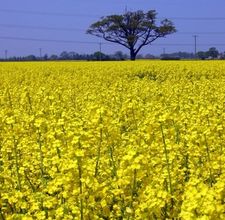 RRO - Refined Rapeseed Oil T2L and EU Origin