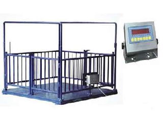 Livestock scale.