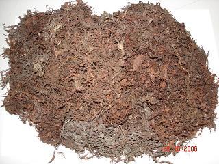 SARGASSUM SEAWEED
