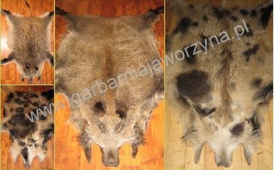 Wild boar skins