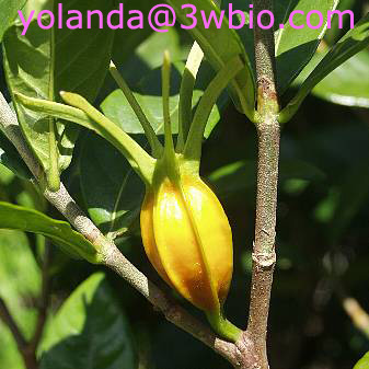 Natural Gardenia yellow pigment
