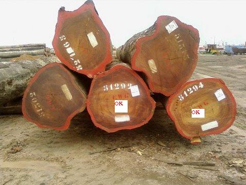 Sapelli Logs