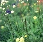 Nardostachytis Extract 10:1