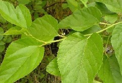 Mulberry Leaf extract