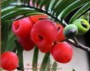 lingonberry powder